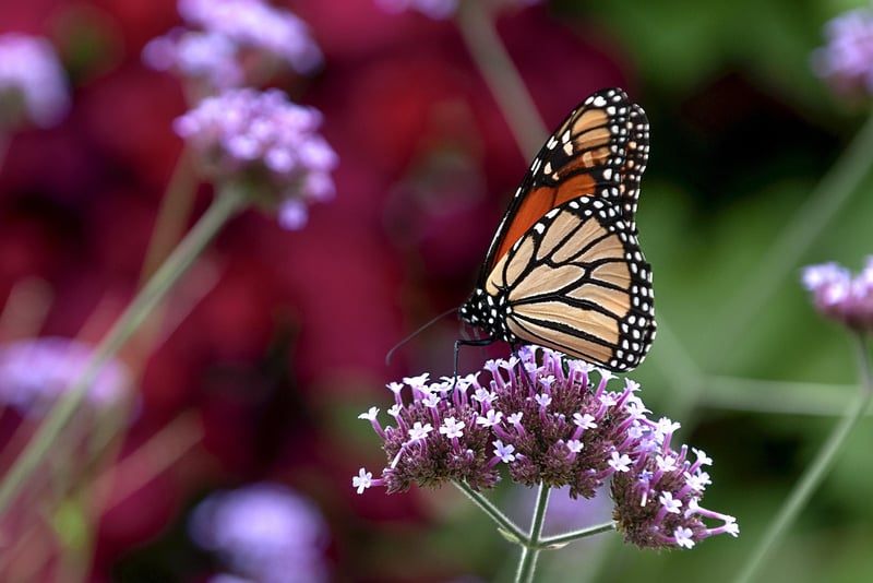 Legendary Monarchs Tales